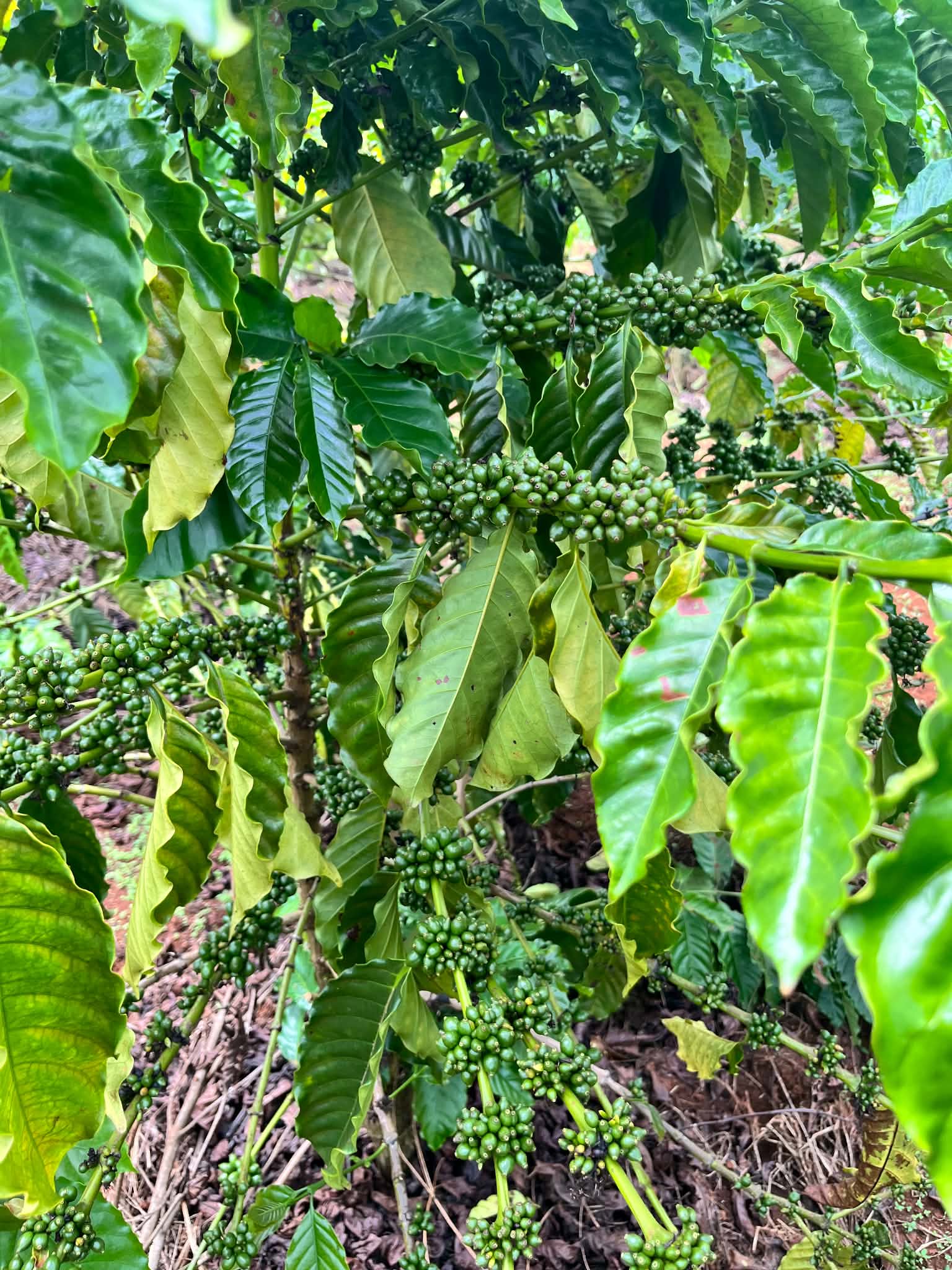 Cành cà phê robusta chi chít quả xanh trên vườn canh tác hữu cơ Tây Nguyên