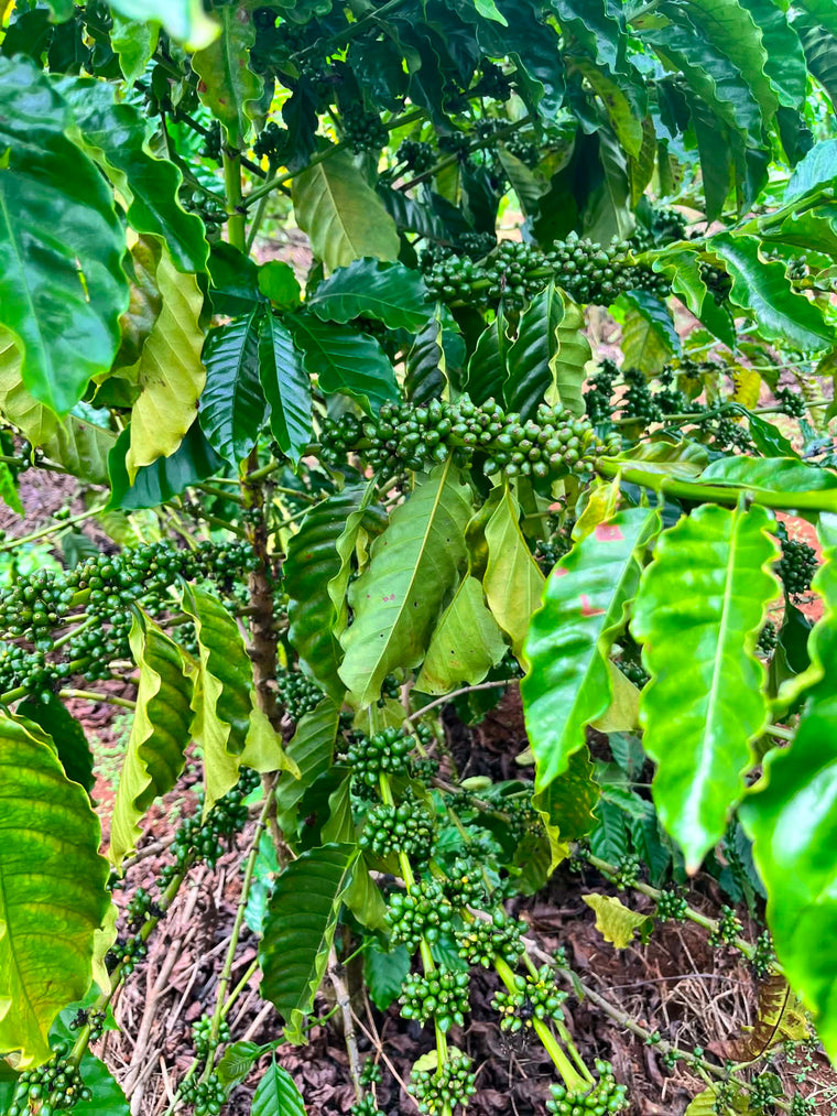Cành cà phê robusta chi chít quả xanh trên vườn canh tác hữu cơ Tây Nguyên