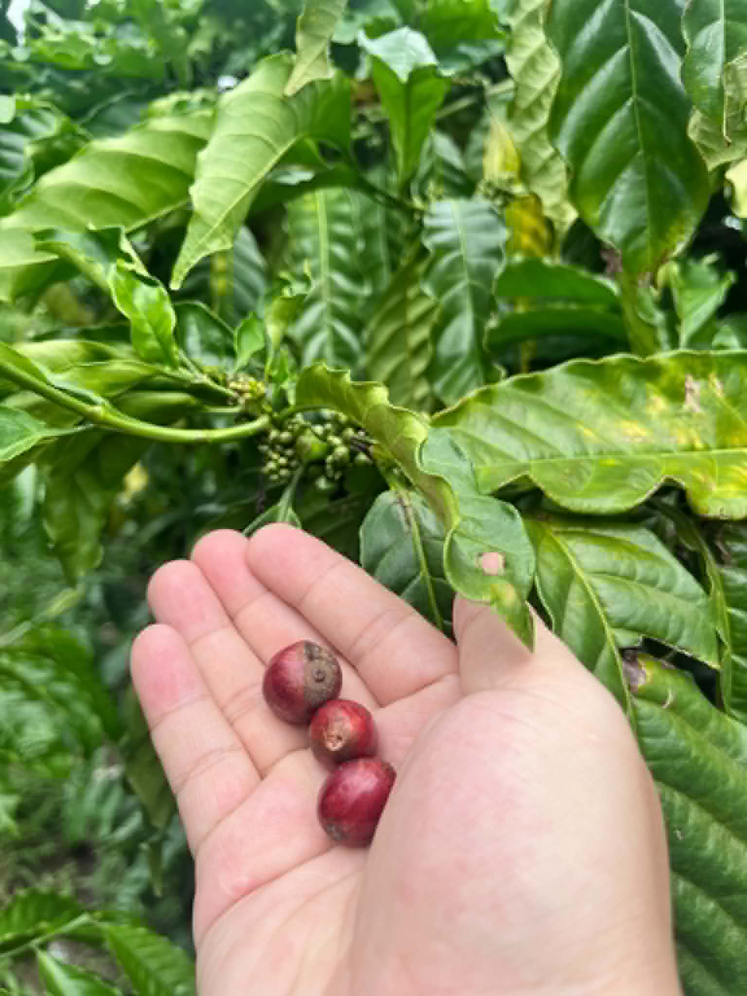 Hái quả Arabica Măng Đen chín đỏ tại vườn vùng cao Kon Tum — nguồn của hương vị thanh sáng