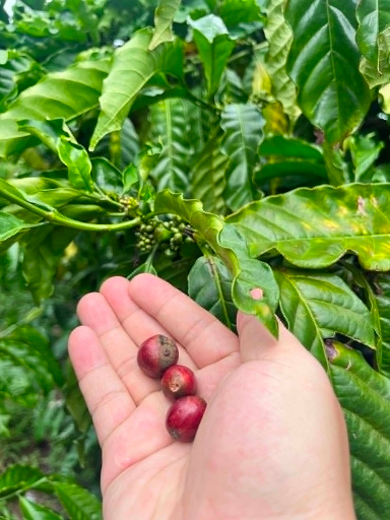Hái quả Arabica Măng Đen chín đỏ tại vườn vùng cao Kon Tum — nguồn của hương vị thanh sáng