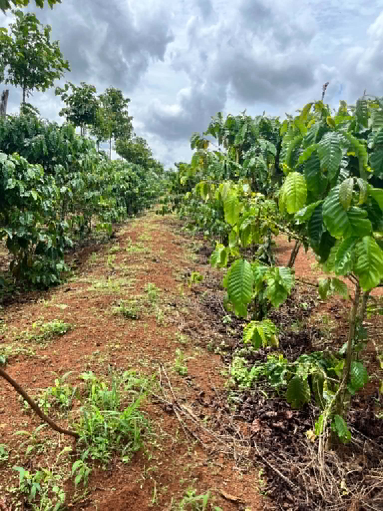 Vườn cà phê robusta hữu cơ trên đất đỏ bazan Tây Nguyên