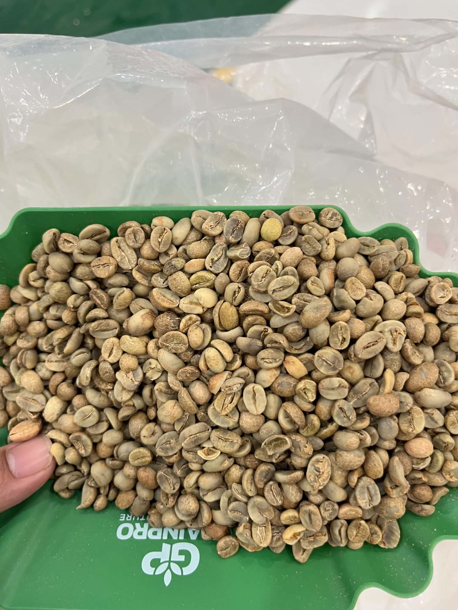 Khay nhân xanh cà phê được phân loại thủ công để đánh giá chất lượng trước khi cupping