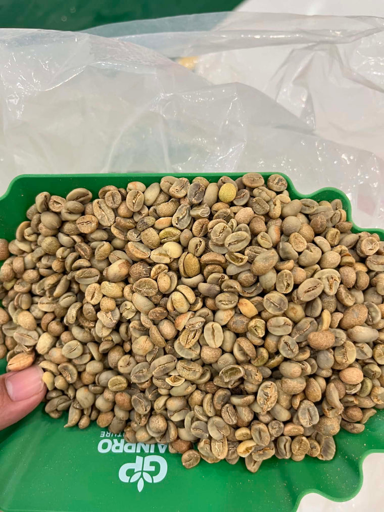 Khay nhân xanh cà phê được phân loại thủ công để đánh giá chất lượng trước khi cupping