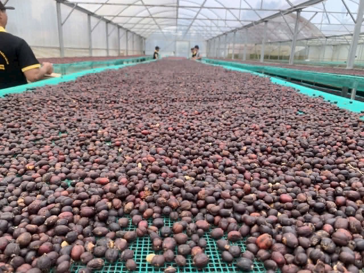 Phơi cà phê hữu cơ trong nhà màng — canh tác và sơ chế sạch quyết định cà phê có thực sự tốt