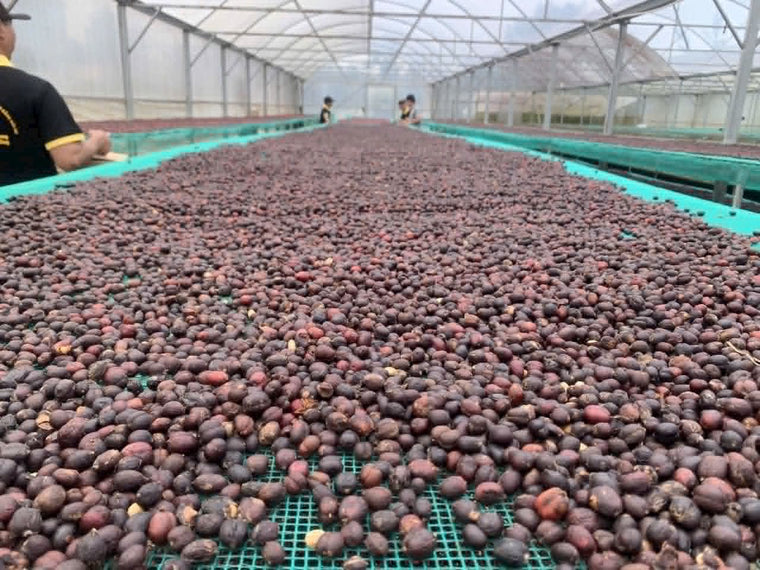 Phơi cà phê hữu cơ trong nhà màng — canh tác và sơ chế sạch quyết định cà phê có thực sự tốt