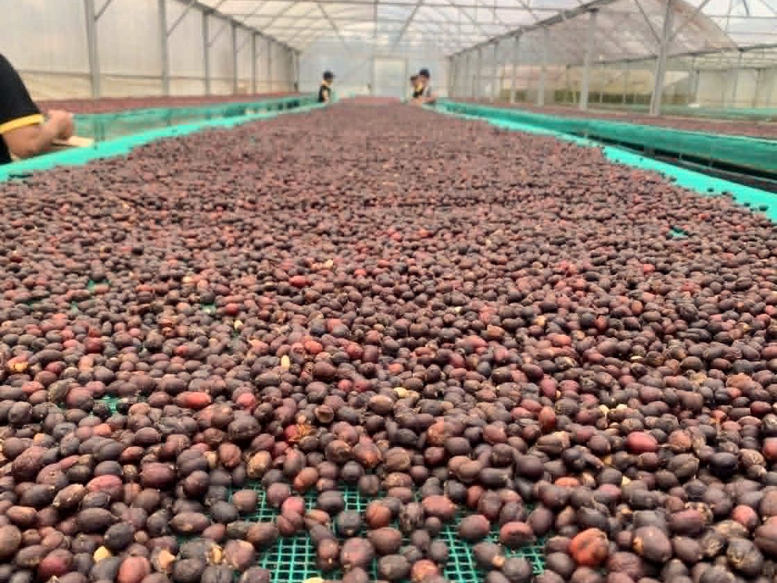 Phơi cà phê chậm trên giàn trong nhà màng — giai đoạn lên men và làm khô định hình hương vị