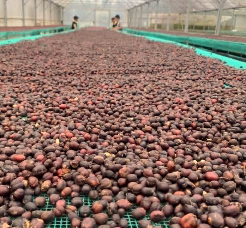 Sân phơi cà phê Arabica Măng Đen sơ chế honey