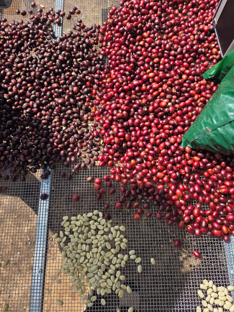 Quả cà phê chín và nhân xanh arabica Măng Đen của Đậu Gia