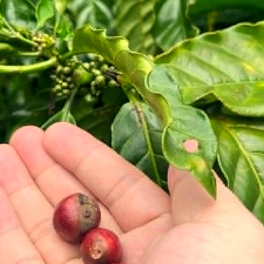 Quả cà phê arabica Măng Đen chín đỏ hái chọn lọc — vùng du lịch cà phê cao nguyên Kon Plông, Kon Tum