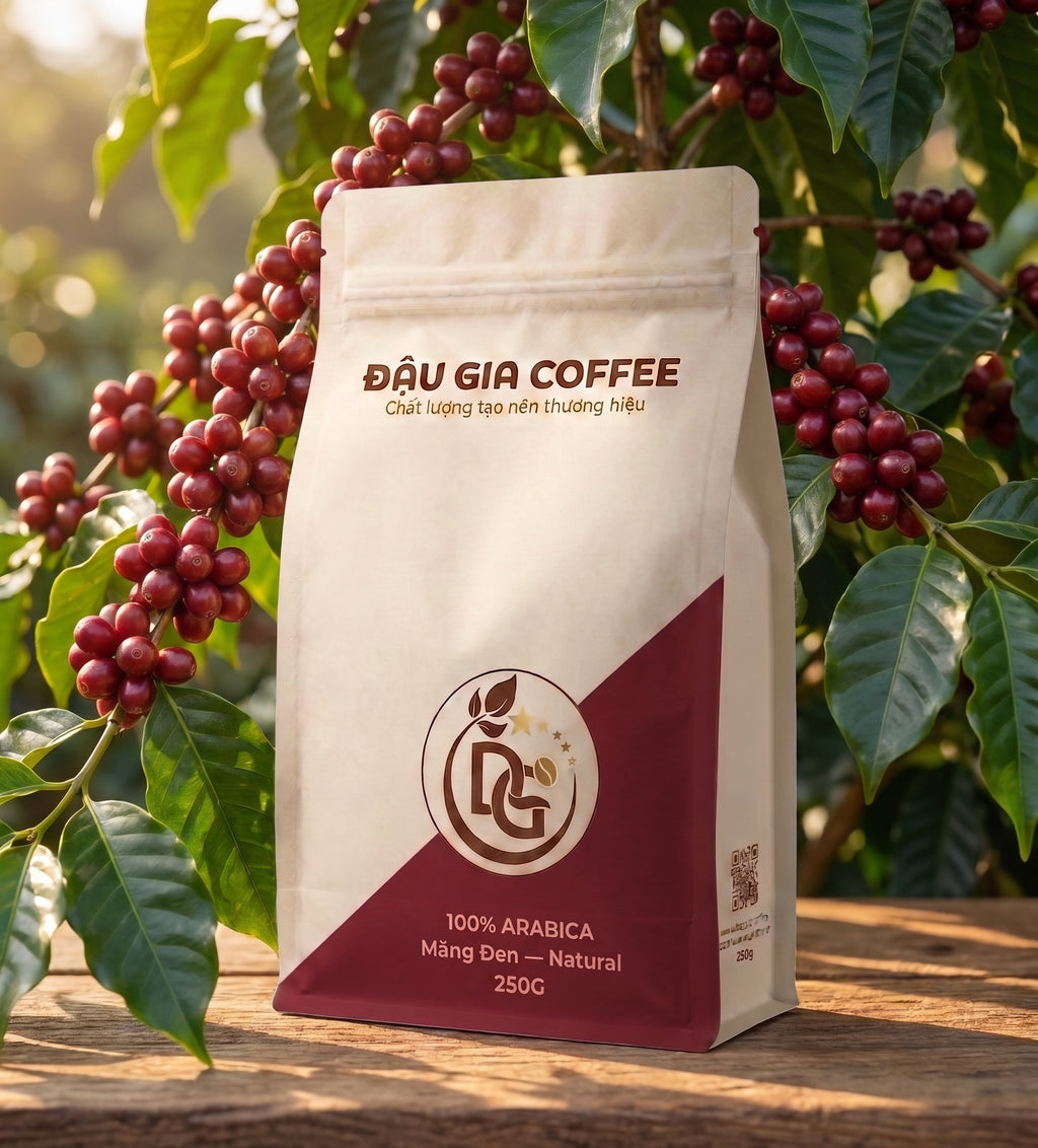 Cà phê Arabica Măng Đen sơ chế Natural - Đậu Gia Coffee - bên cây cà phê chín đỏ