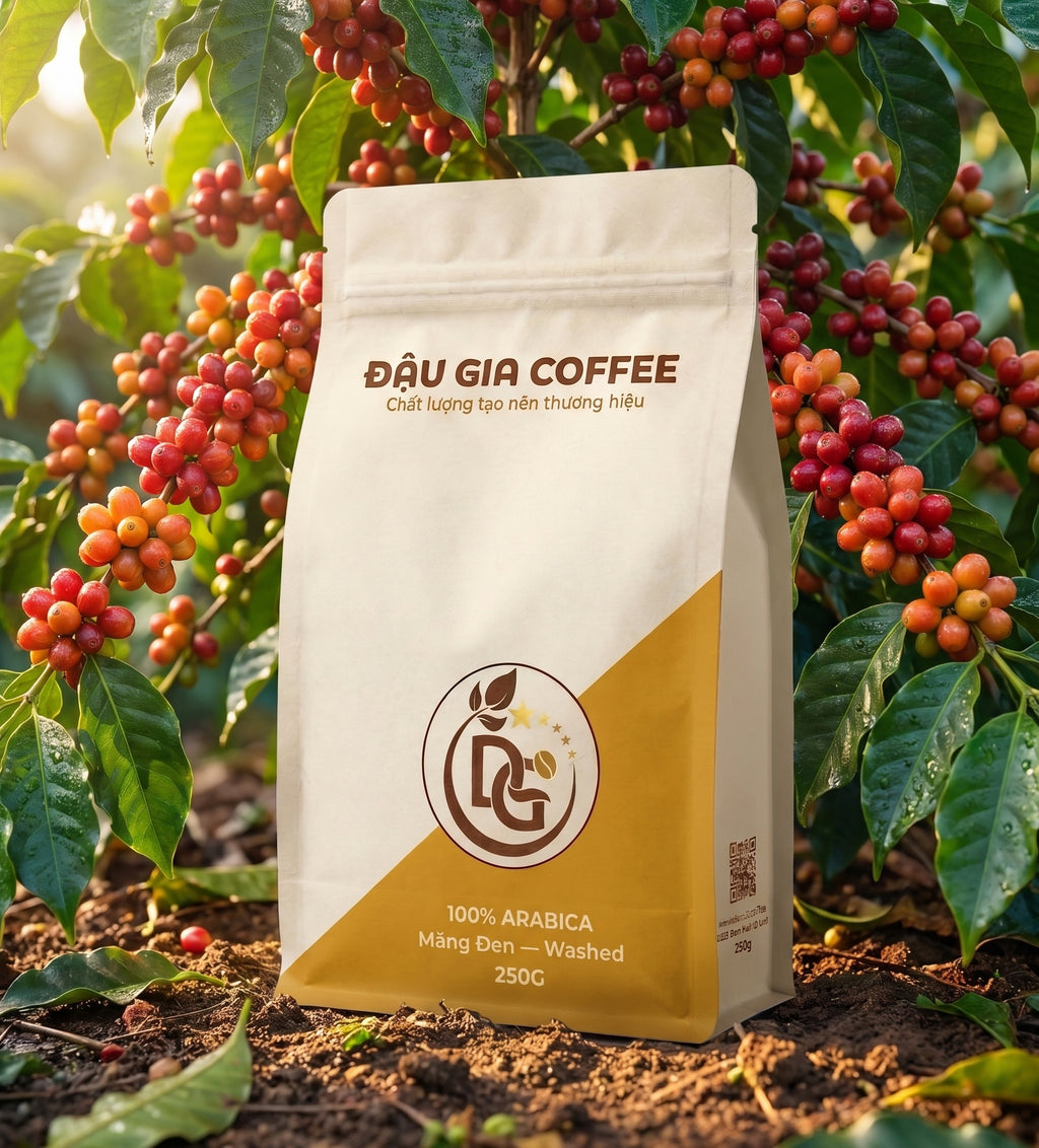 Gói cà phê Arabica Măng Đen Washed bên cây cà phê trĩu quả chín đỏ