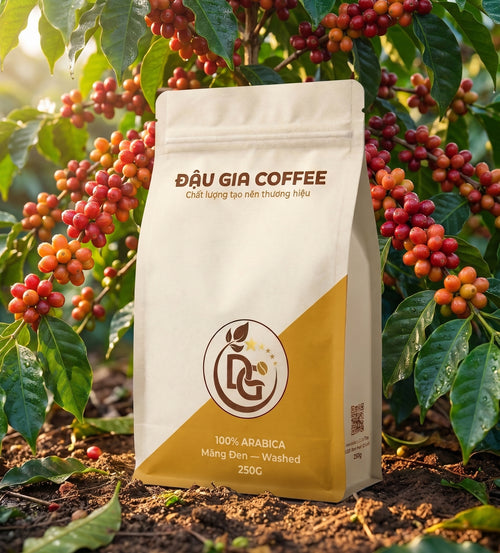 Gói cà phê Arabica Măng Đen Washed bên cây cà phê trĩu quả chín đỏ