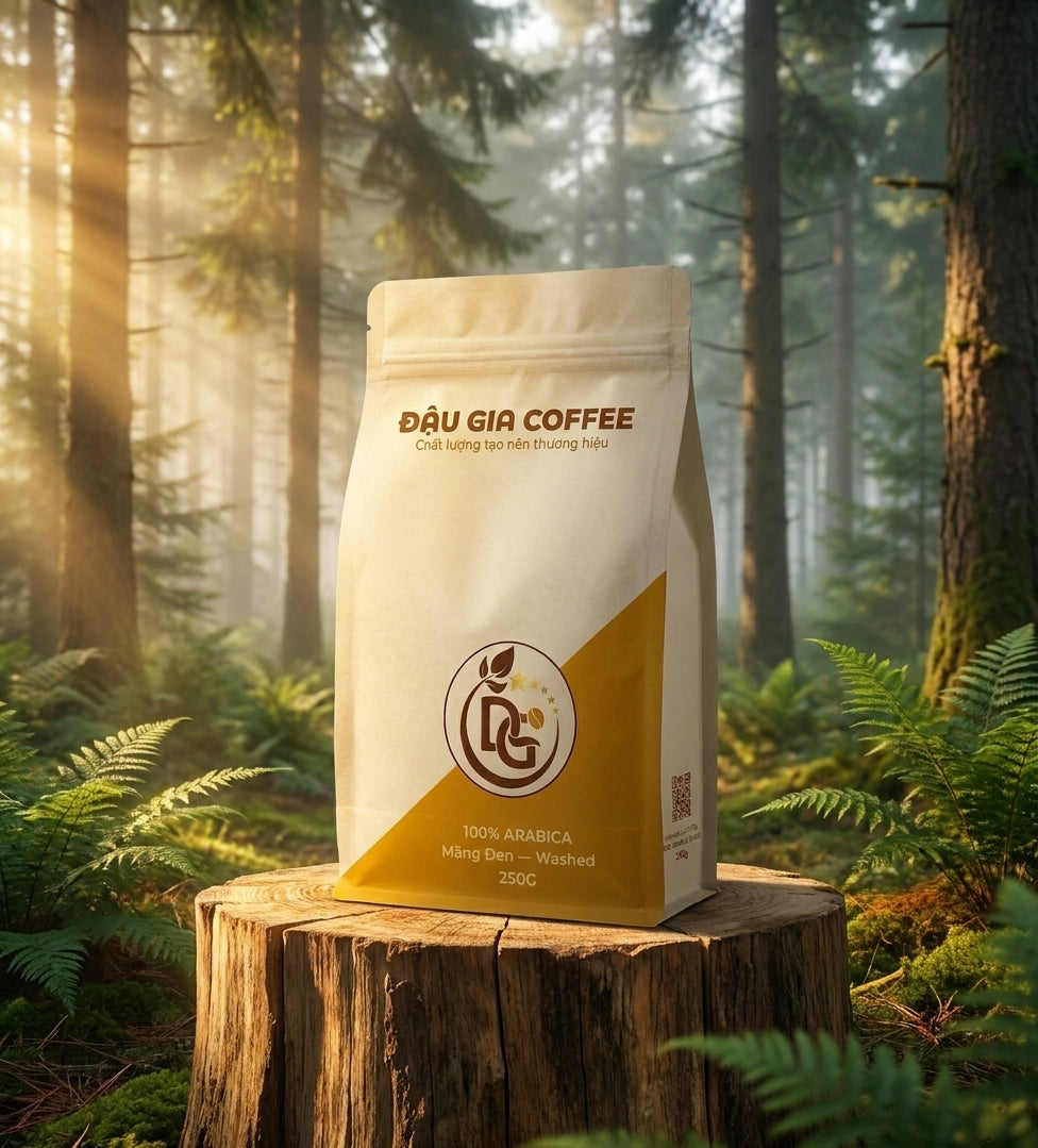Cà phê Arabica Măng Đen Washed trên gốc cây giữa rừng thông Măng Đen